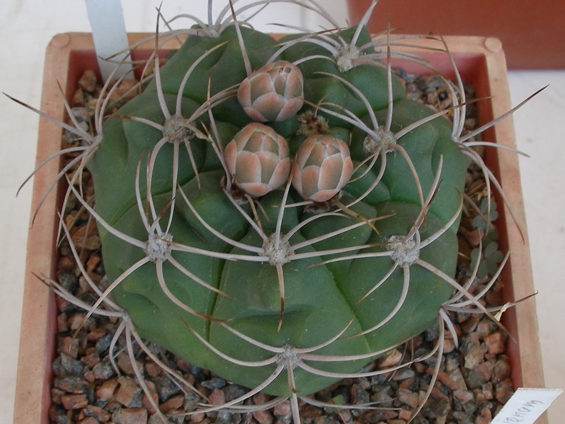 P5099913