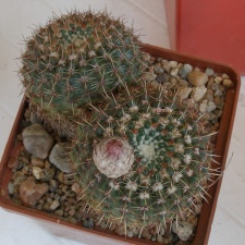 P5099915