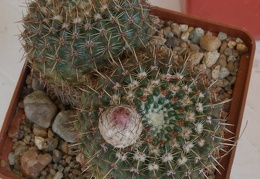 P5099915