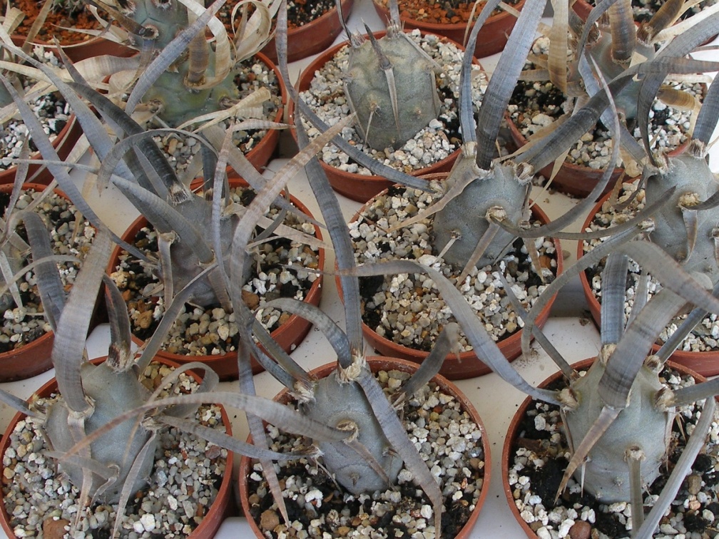 P5099917