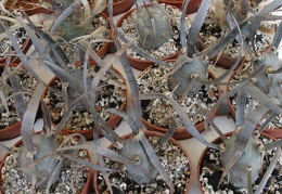 P5099917