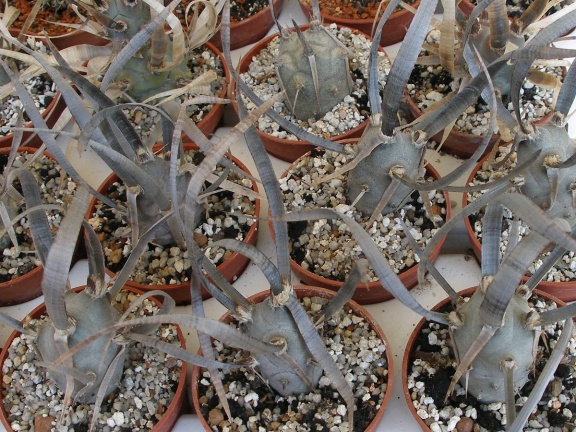 P5099917