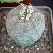 P5099920