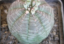 P5099920