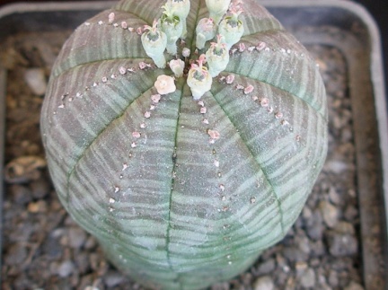P5099920