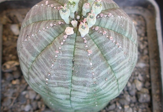 P5099920