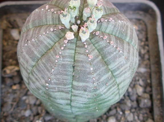 P5099920