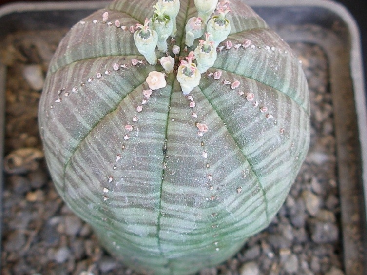P5099920