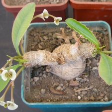 P5099921