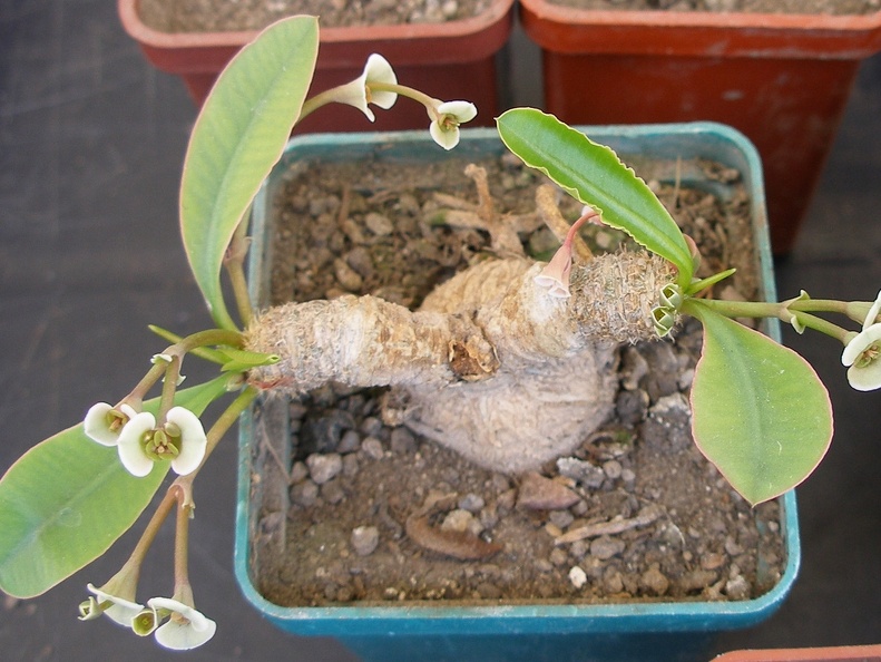 P5099921