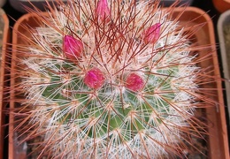 P5099926