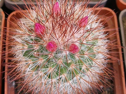 P5099926