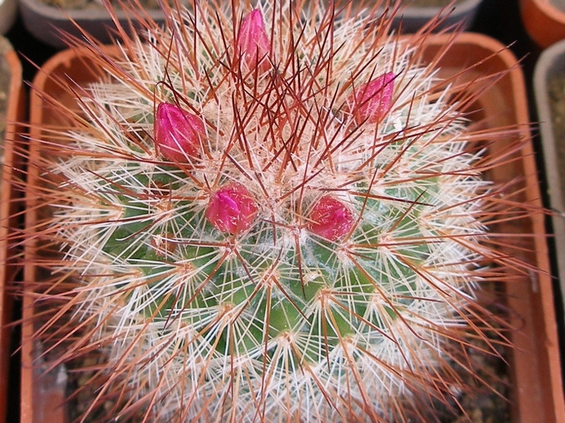 P5099926