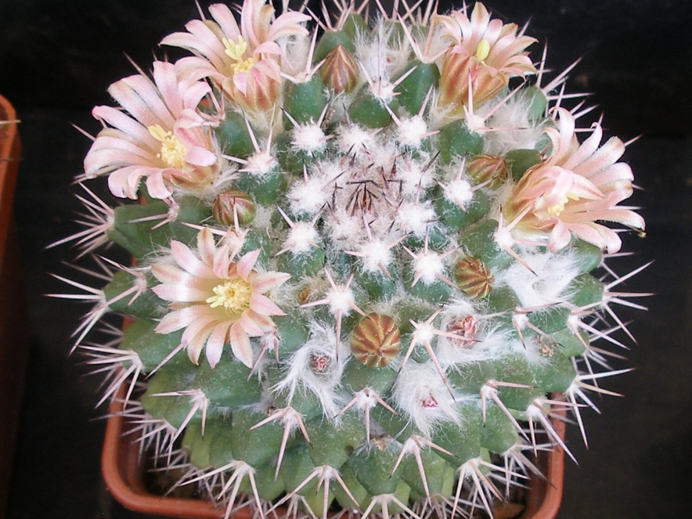 P5099930