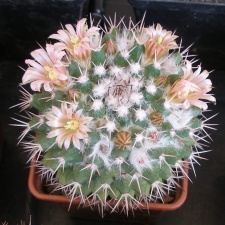 P5099930