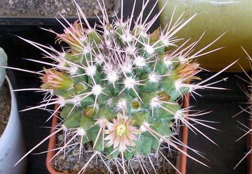 P5099932
