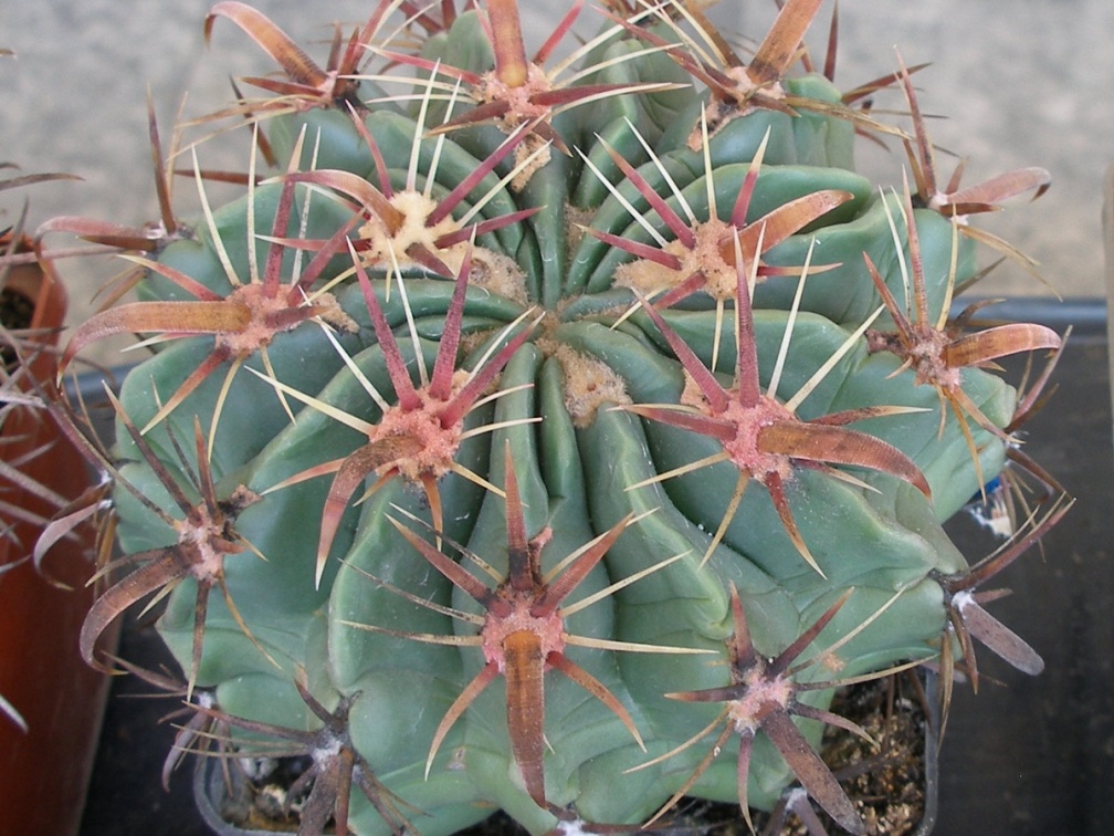 P5099934