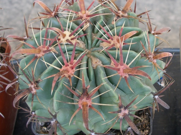 P5099934