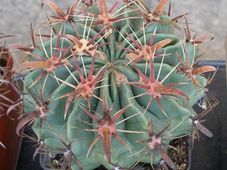 P5099934