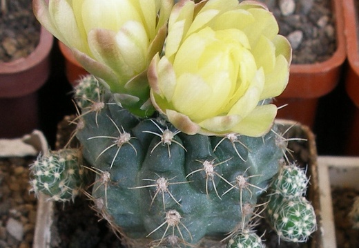 P5099937