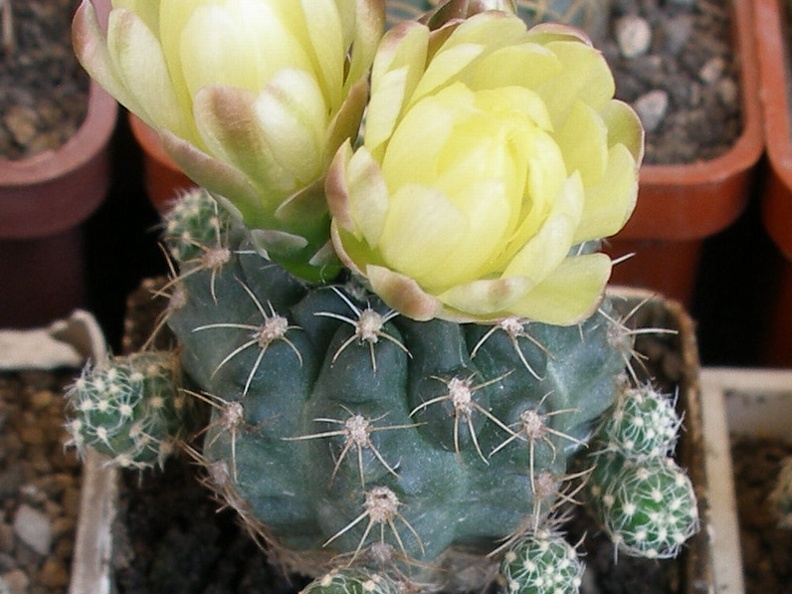 P5099937