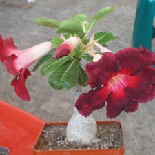 P5099945