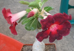 P5099945