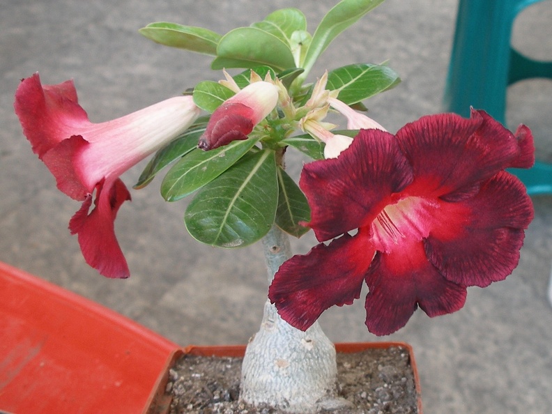 P5099945