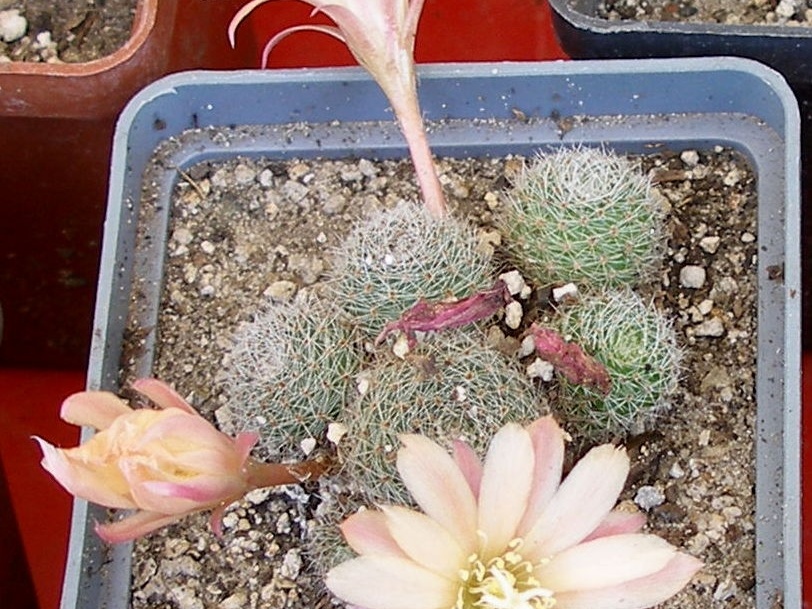 P5099949