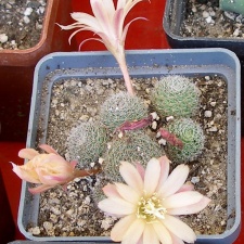 P5099949