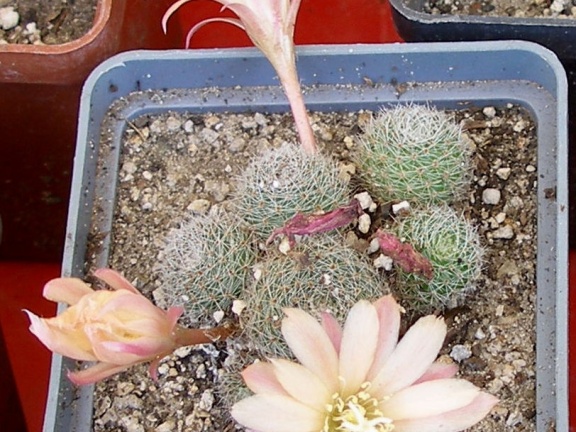 P5099949