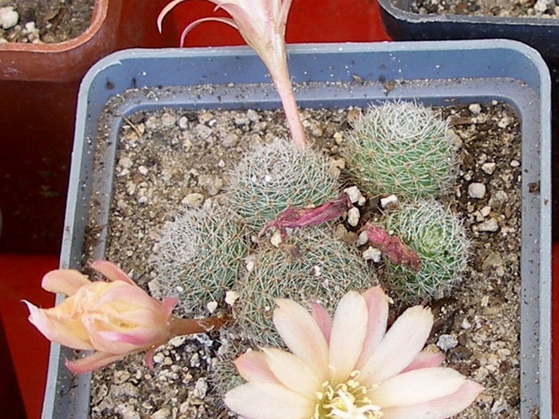 P5099949