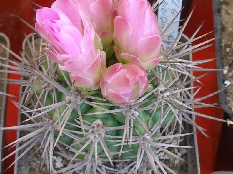 P5099951