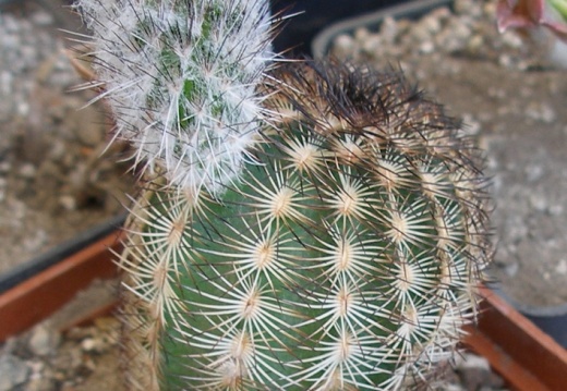 P5099955