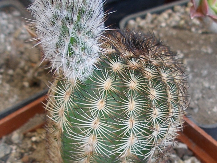 P5099955