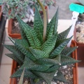 P5099956