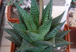 P5099956