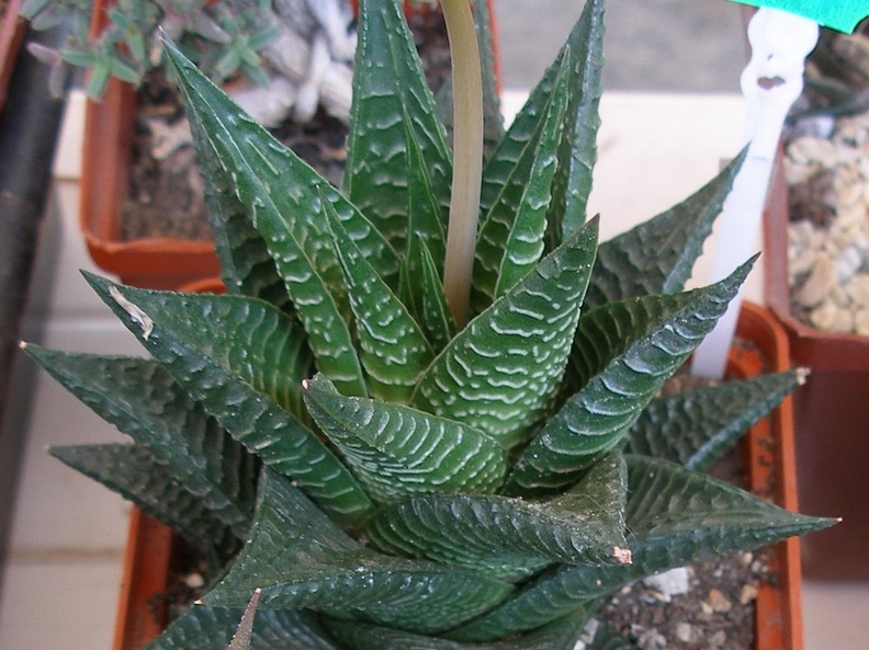 P5099956
