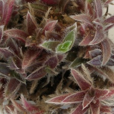 P5099958