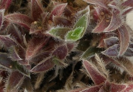 P5099958