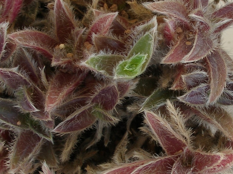P5099958