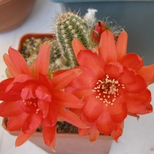 P5099959
