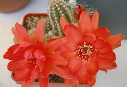 P5099959