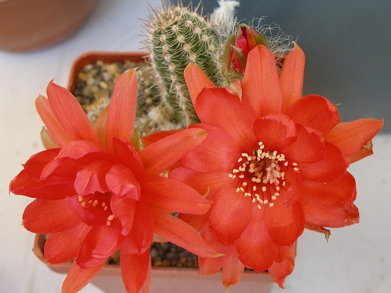 P5099959