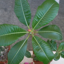 P5099961