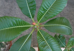P5099961