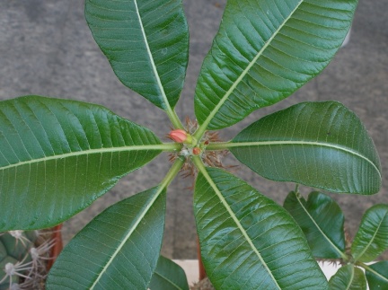 P5099961