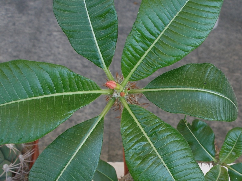 P5099961