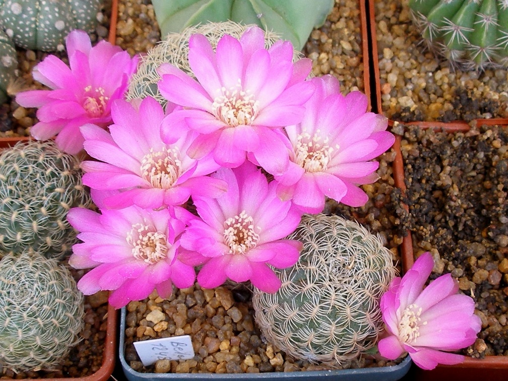 P5099979