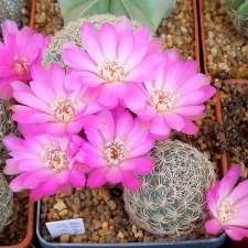 P5099979